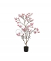 ALBERO DI MAGNOLIA ROSA