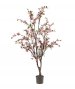 ALBERO DI MAGNOLIA ROSA