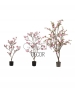 ALBERO DI MAGNOLIA ROSA