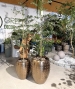 VASO LAOS