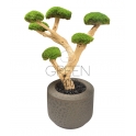 BONSAI STABILIZZATO 