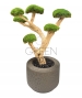BONSAI STABILIZZATO 