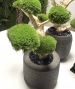 BONSAI STABILIZZATO 