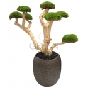 BONSAI STABILIZZATO 