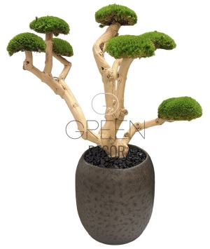 BONSAI STABILIZZATO 