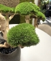 BONSAI STABILIZZATO 