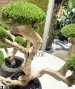 BONSAI STABILIZZATO 