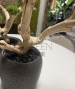 BONSAI STABILIZZATO 