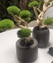 BONSAI STABILIZZATO 