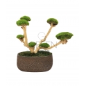BONSAI STABILIZZATO 