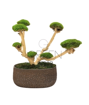 BONSAI STABILIZZATO 