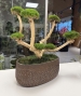 BONSAI STABILIZZATO 
