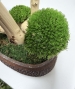 BONSAI STABILIZZATO 