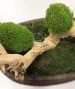 BONSAI STABILIZZATO 