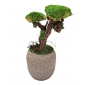 BONSAI STABILIZZATO 