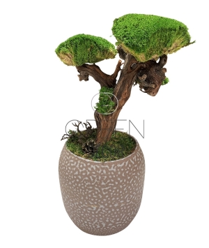 BONSAI STABILIZZATO 