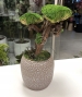 BONSAI STABILIZZATO 