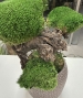 BONSAI STABILIZZATO 