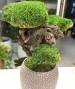 BONSAI STABILIZZATO 