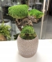 BONSAI STABILIZZATO 