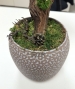 BONSAI STABILIZZATO 