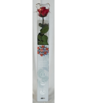 Rose stabilizzate amorosa con scatola