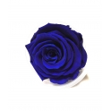 ROSE STABILIZZATE BLU X6