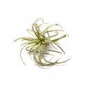 TILLANDSIA