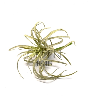 TILLANDSIA