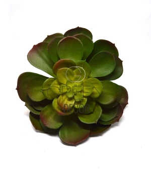 ECHEVERIA GOMMATA 3