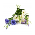 LISIANTHUS