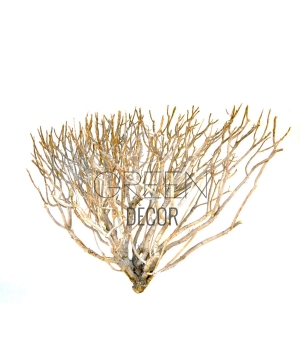 WOOD CORAL