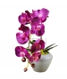 ORCHIDEA CON VASO TONDO