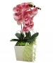 ORCHIDEA CON VASO CUBICO GRANDE