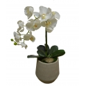 VASO FANGO CON ORCHIDEA BIANCA