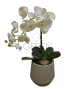 VASO FANGO CON ORCHIDEA BIANCA