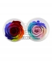 ROSA MULTICOLOR X 6