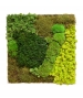 QUADRO VEGETALE MISTO CON CORNICE 60 CM