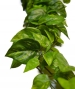 POTHOS IN TESSUTO CADENTE