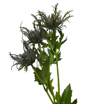 ERYNGIUM ARTIFICIALE CM 65