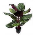 CALATHEA IN VASO ARTIFICIALE