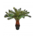 CYCAS ARTIFICIALE