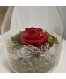 TERRARIUM CON ROSA STABILIZZATA