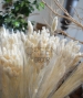 PHALARIS SBIANCATA ESSICCATA