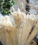 PHALARIS SBIANCATA ESSICCATA