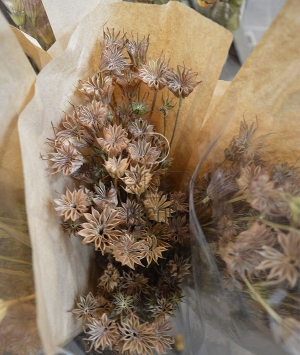 NIGELLA ORIENTALIS ESSICCATA 2 VARIANTI