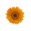 GIRASOLE STABILIZZATO