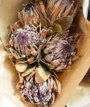 PROTEA SYLVIA ESSICCATA X 5