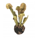 SERRACENIA ARTIFICIALE