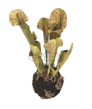 SERRACENIA ARTIFICIALE